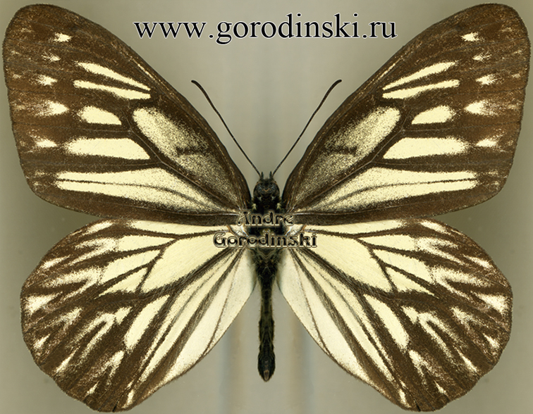 http://www.gorodinski.ru/satyridae/Callarge occidentalis.jpg
